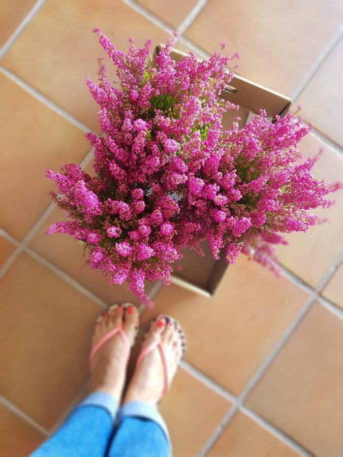 Ideas para decorar con brezo